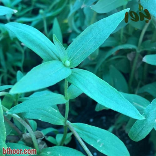 بذور زينيا برتقالي قزمي ( Zinnia elegans )