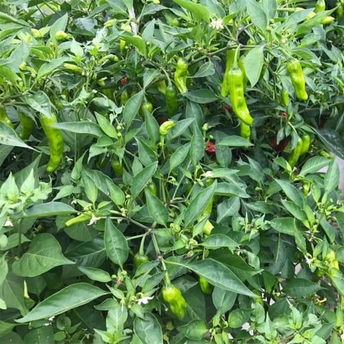 بذور الفلفل الحار الاخضر ( Capsicum annuum )
