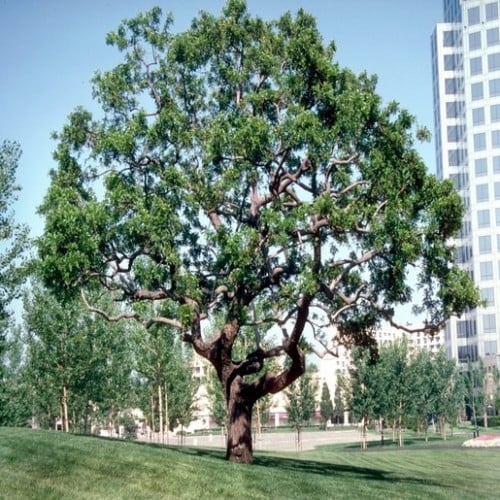 بذور فلفل عريض الأوراق ( Schinus terebinthifolius...