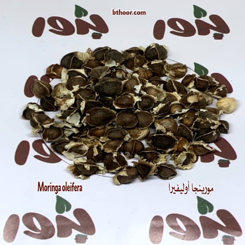 بذور المورينجا اوليفيرا - المورينقا الهندية ( ج...