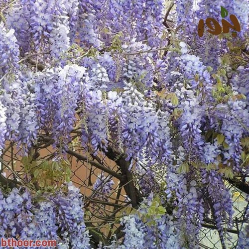 بذور شجرة ويستيريا البنفسجية ( Wisteria sinensis )