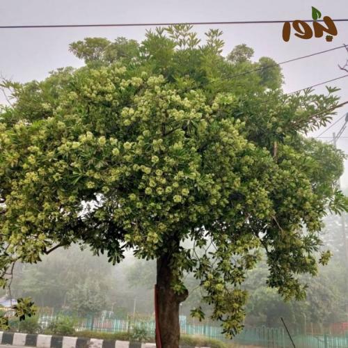 بذور شجرة المليون زهرة - الاستونيا ( Alstonia scholaris )