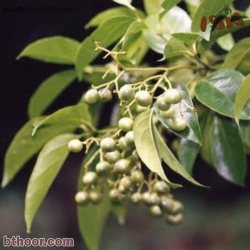 بذور شجرة كورديا بيضاء ( cordia megalantha )