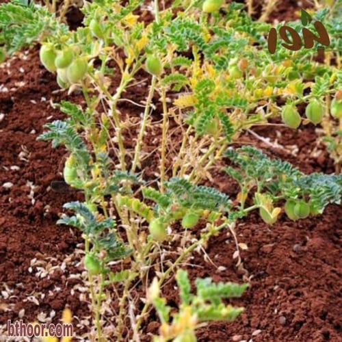 بذور حمص الأسود ( Cicer nigrum )