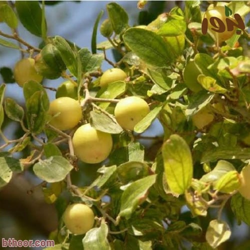 بذور سدر جبلي مقشور(1 Ziziphus spina-christi )