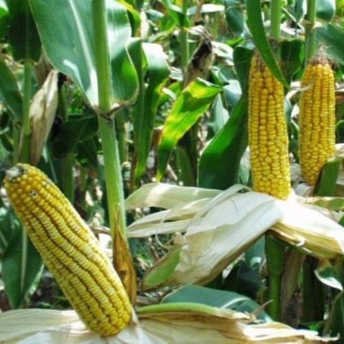 بذور ذرة شامية صفراء - Zea mays