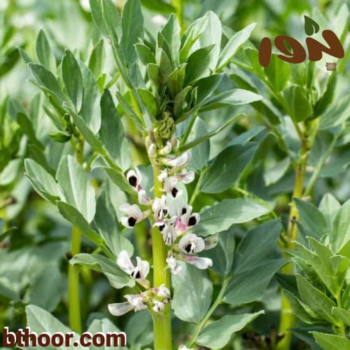 بذور الفول (Vicia faba)