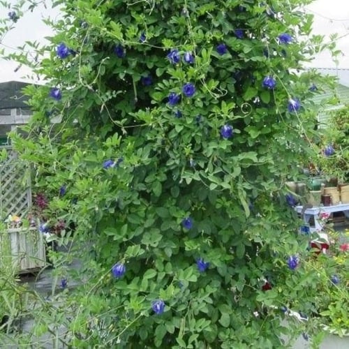 بذور الشاي الأزرق - Clitoria ternatea