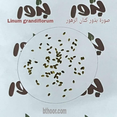بذور كتان الزهور ( Linum grandiflorum )