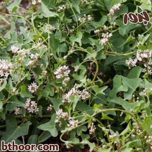 بذور عليق متسلق ( المديد ) Cynanchum acutum