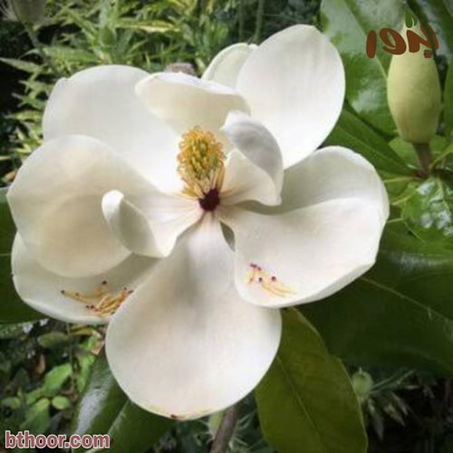 بذور شجرة ماغنوليا Magnolia grandiflora
