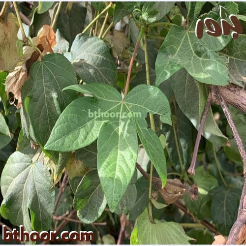 بذور القطن (Gossypium barbadense)