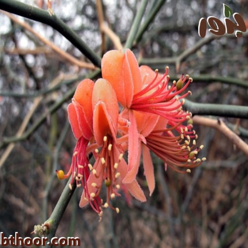 بذور شجرة التنضب ( الكرز البري ) Capparis decidua