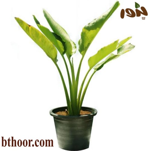 بذور نخيل رافينالا- الموز الكاذب(Ravenala madagasc...