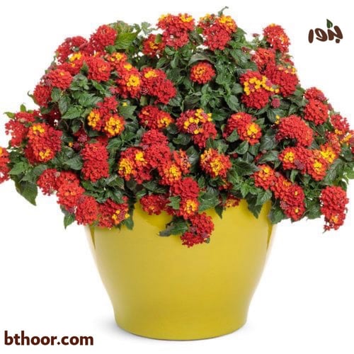 بذور لانتانا كمارا - ألوان متعددة (جملة)