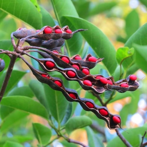 بذور شجيرة ارثرينا(erythrina humeana)