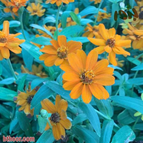 بذور زينيا برتقالي قزمي ( Zinnia elegans )