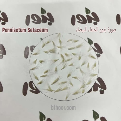 بذور الحلفاء بيضاء جملة