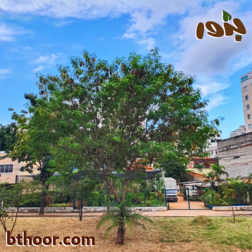 بذور شجرة ليوسينا (Leucaena leucocephala)