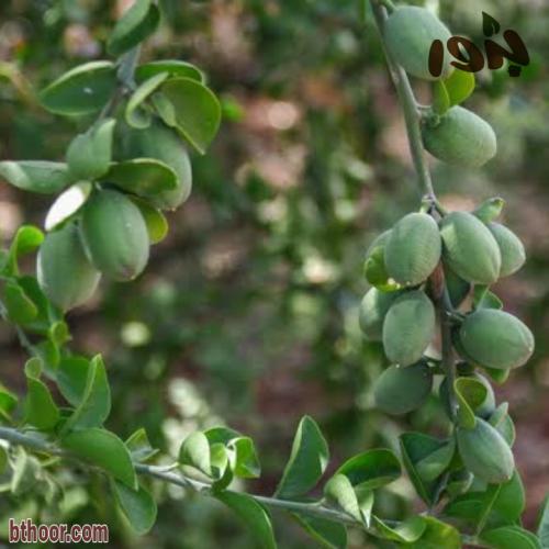 بذور شجرة الهجليج - اللالوب - تمر الصحراء ( Balani...