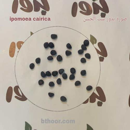 بذور متسلقة ست الحسن (بيضاء) - جملة