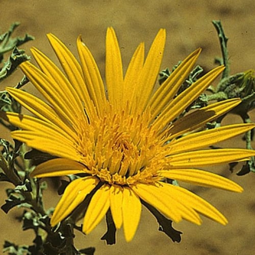 بذور نبات النقد ( Anvillea )