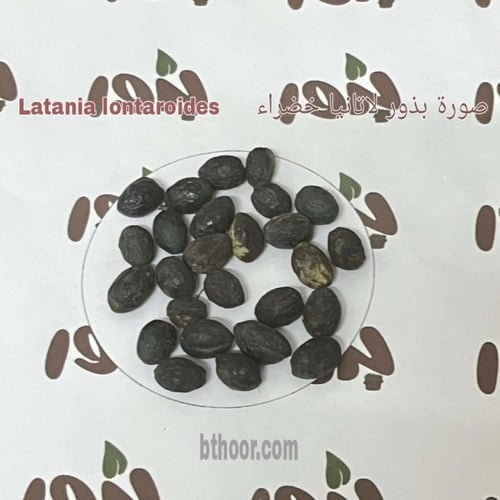 بذور نخيل اللاتانيا الخضراء ( Latania lontaroides...