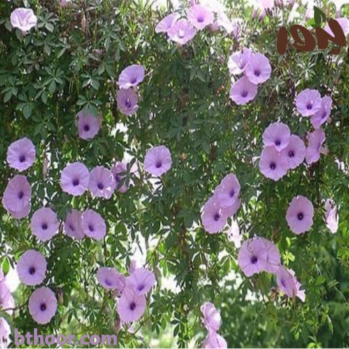بذور ست الحسن ( Ipomoea cairica )
