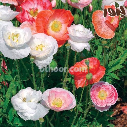 بذور الديدحان الملون -بتلات اكثر (Papaver Rhoeas-D...