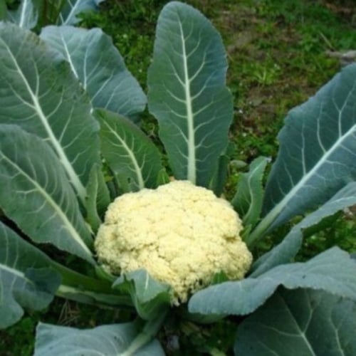 بذور القرنبيط - الزهرة البيضاء ( Brassica oleracea...