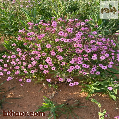 بذور الدهدهان الوردي جملة