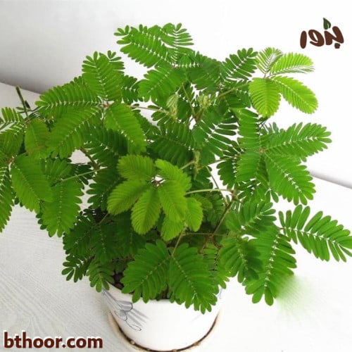 بذور ميموزا بوديكا-الخجولة (جملة)