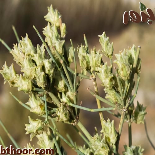بذور العلندى-العلندة ( Ephedra alata )