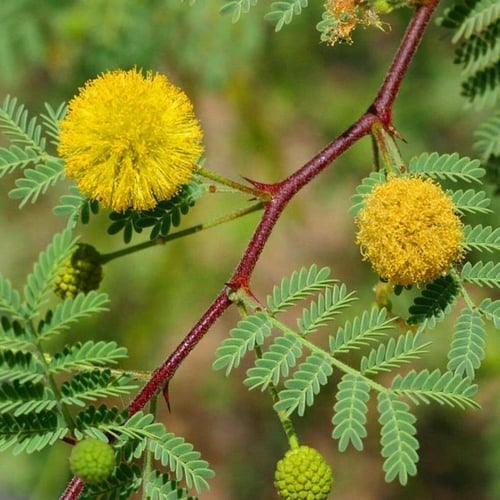 بذور القرض Acacia arabica - Acacia nilotica
