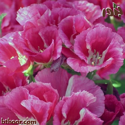 بذور جوديتيا-جوديتا- متنوعة ( Godetia )