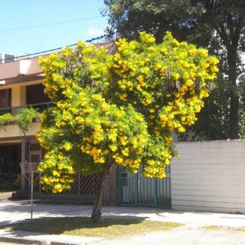 بذور شجرة تيكوما ستانس - Tecoma Stans