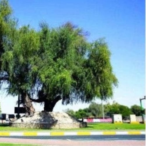 بذور غاف خليجي ( Prosopis cineraria )