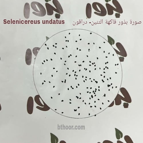 بذور فاكهة التنين - الدراجون الاحمر ( Selenicereus...