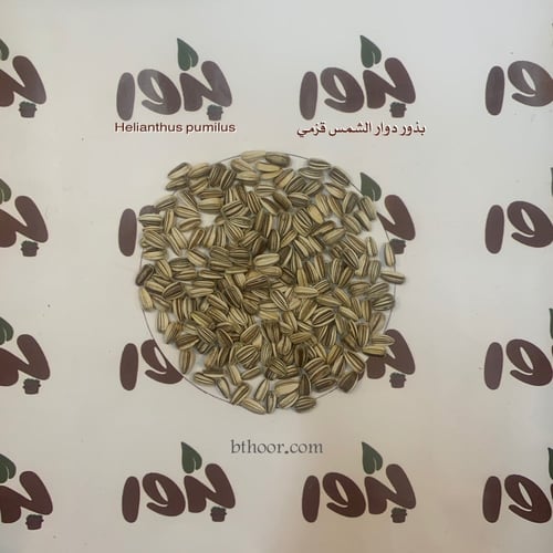بذور دوار الشمس قزمي - Helianthus pumilus