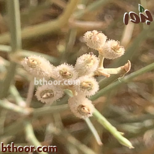 بذور العلجان-قرضي او قزوح ( Deverra triradiata )