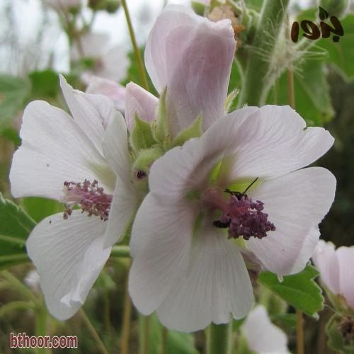 بذور زهرة الختميه او الخطمية الوان متعددة (Althaea...