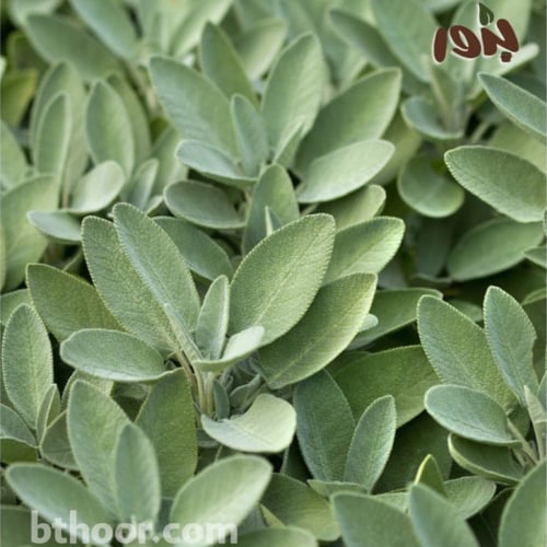 بذور عشبة المرامية (ميرمية) Salvia Officinalis