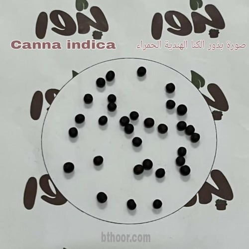 بذور الكنا الهنديه الحمراء جملة