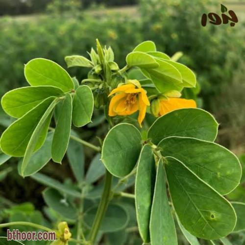 بذور عشبة سنا الصينية - المنجلية ( Senna obtusifol...