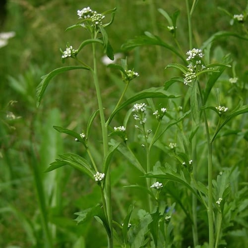 بذور عشبة الرشاد ( Lepidium sativum )