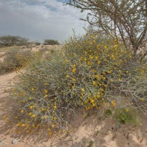 بذور نبات العرفج ( Rhanterium epapposum )