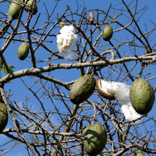 بذور شجرة الكوريزيا (Chorisia speciosa)