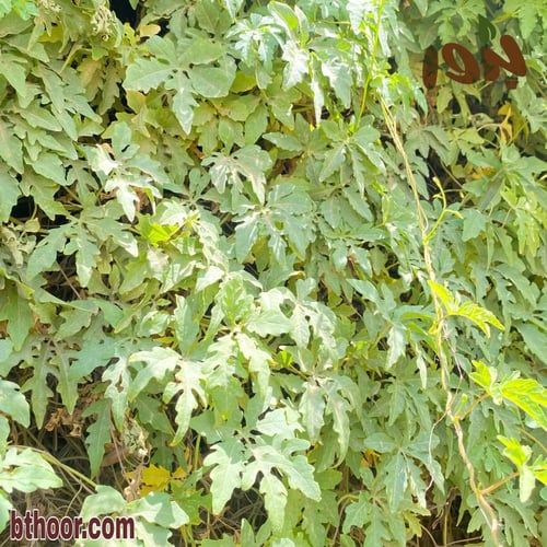 بذور متسلقة ست الحسن (بيضاء) - جملة