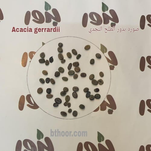 بذور شجرة الطلح النجدي جملة
