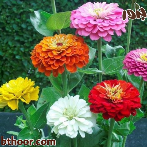 بذور الزينيا جملة متعددة الألوان